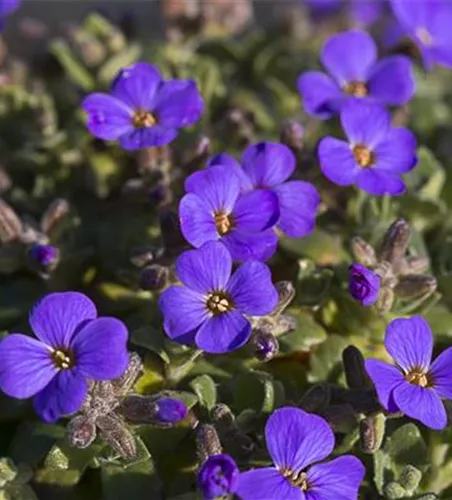 Aubrieta x cult.'Blaumeise'