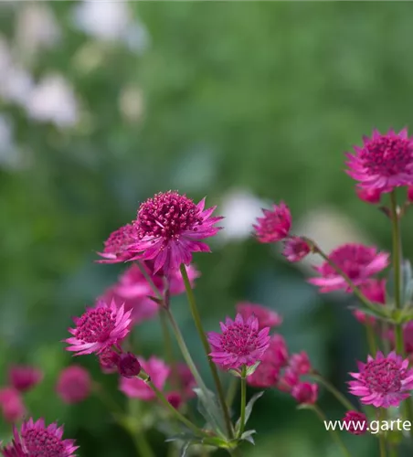 Astrantia major 'Venice' -R-