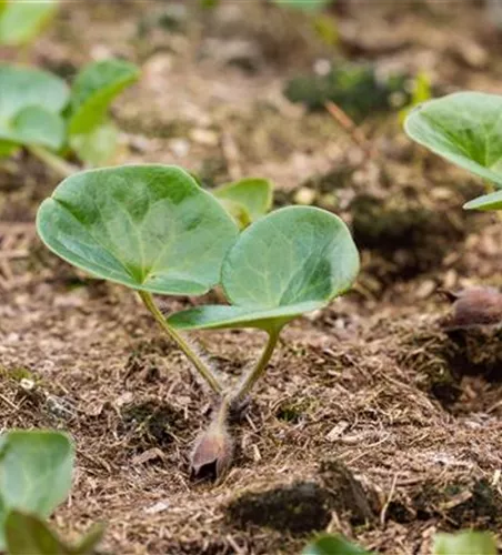 Gewöhnliche Haselwurz